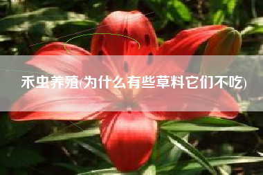 禾虫养殖(为什么有些草料它们不吃)