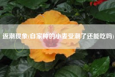 返潮现象(自家种的小麦受潮了还能吃吗)