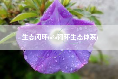 生态闭环(o2o闭环生态体系)