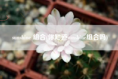 sunshine 组合(你知道sunshine组合吗)