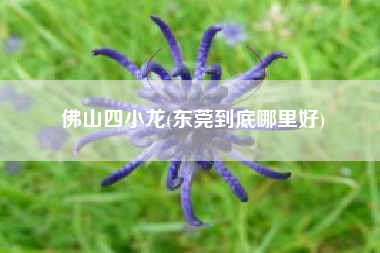 佛山四小龙(东莞到底哪里好)