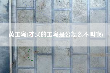 黄玉鸟(才买的玉鸟是公怎么不叫唤)