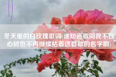 冬天里的白玫瑰歌词(谁知道歌词我不在心碎也不再继续枯萎这首歌的名字啊)