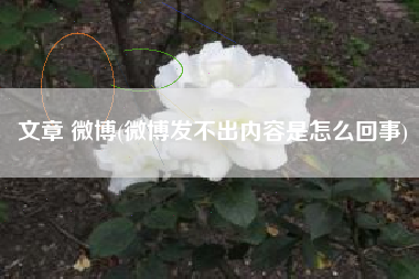 文章 微博(微博发不出内容是怎么回事)