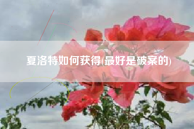 夏洛特如何获得(最好是破案的)