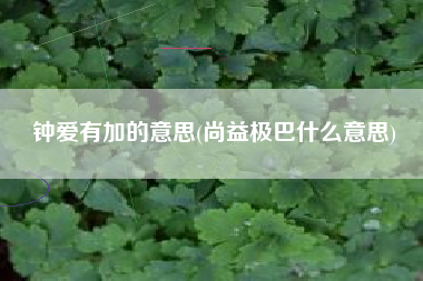 钟爱有加的意思(尚益极巴什么意思)