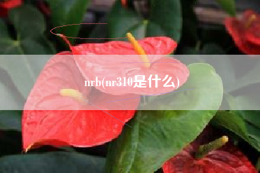 nrb(nr310是什么)