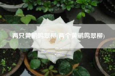 两只黄鹂鸣翠柳(两个黄鹂鸣翠柳)