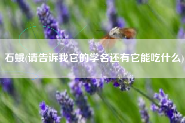 石蛾(请告诉我它的学名还有它能吃什么)