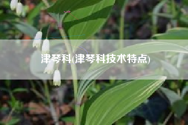 津琴科(津琴科技术特点)