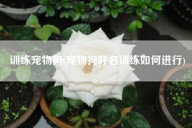 训练宠物狗(宠物狗呼名训练如何进行)