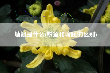 塘鲺是什么(黔鱼和塘鲺的区别)