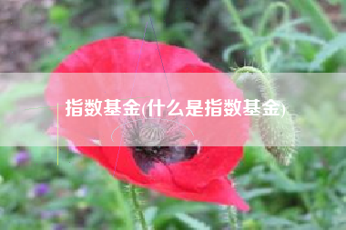 指数基金(什么是指数基金)