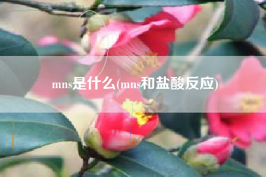 mns是什么(mns和盐酸反应)