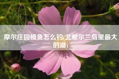 摩尔庄园鳗鱼怎么钓(北爱尔兰岛里最大的湖)