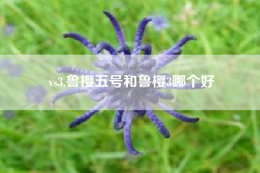vs3,鲁樱五号和鲁樱3哪个好