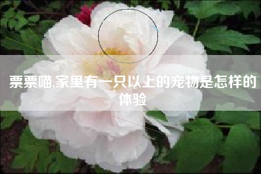 票票喵,家里有一只以上的宠物是怎样的体验