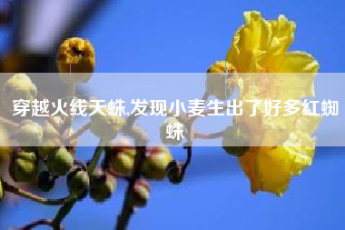 穿越火线天蛛,发现小麦生出了好多红蜘蛛